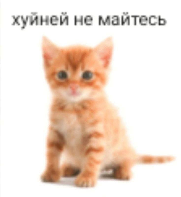 {TEXT?}