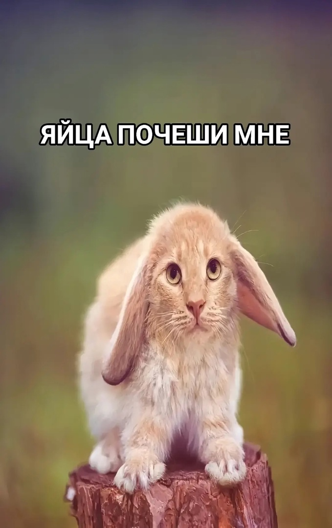 {TEXT?}