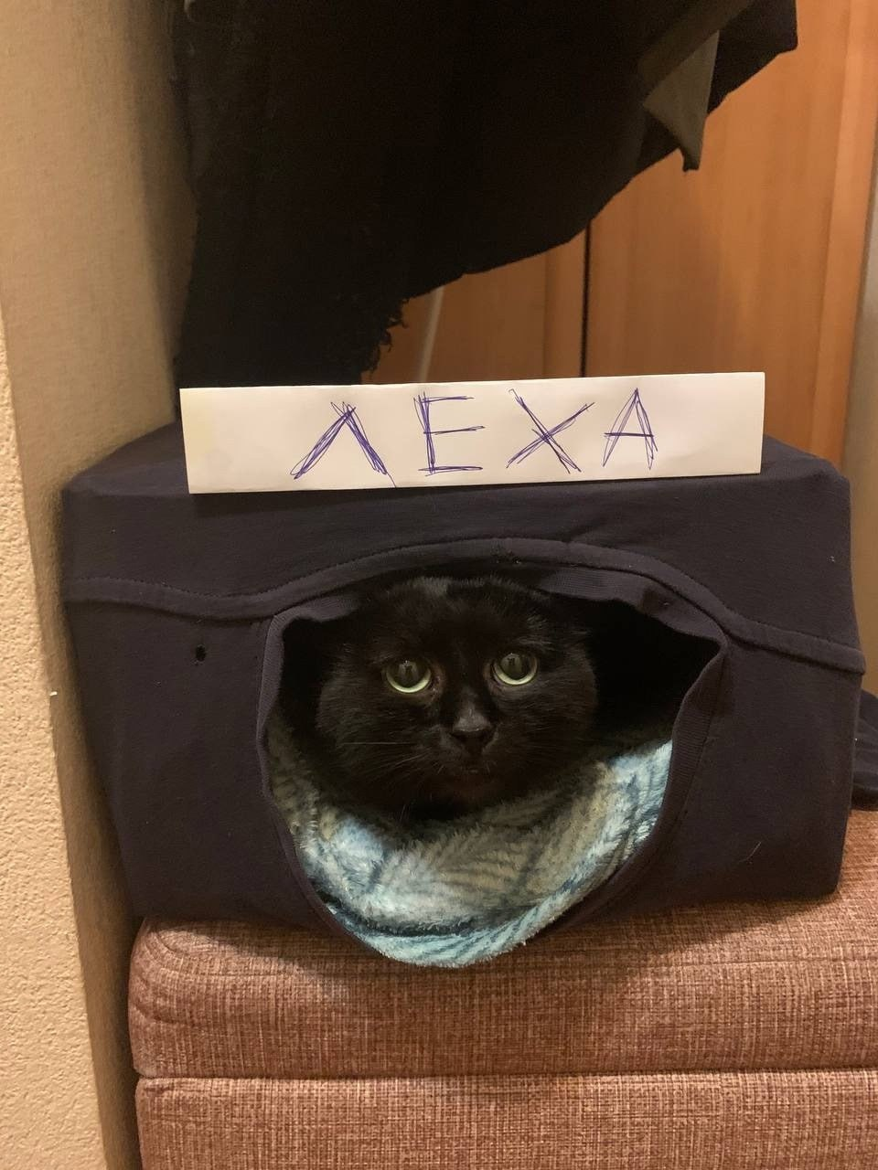 {TEXT?}