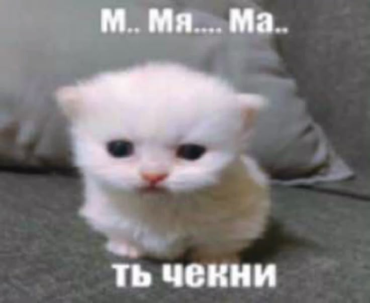 {TEXT?}