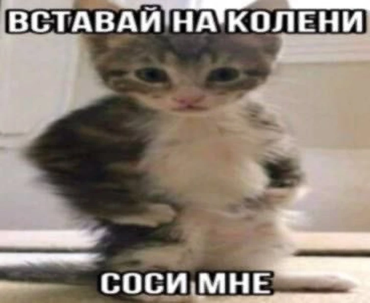 {TEXT?}