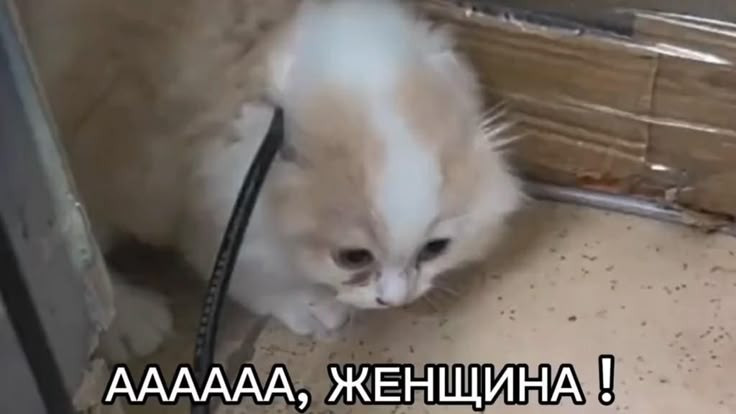 {TEXT?}