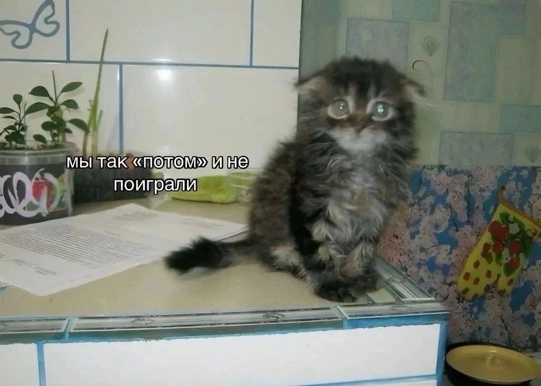 {TEXT?}