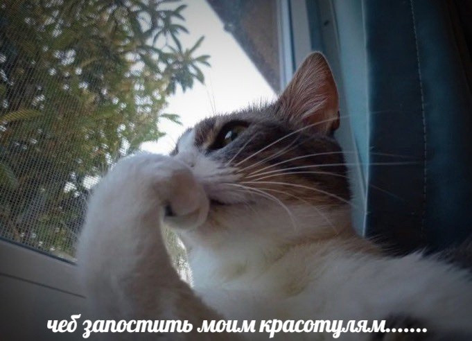 {TEXT?}