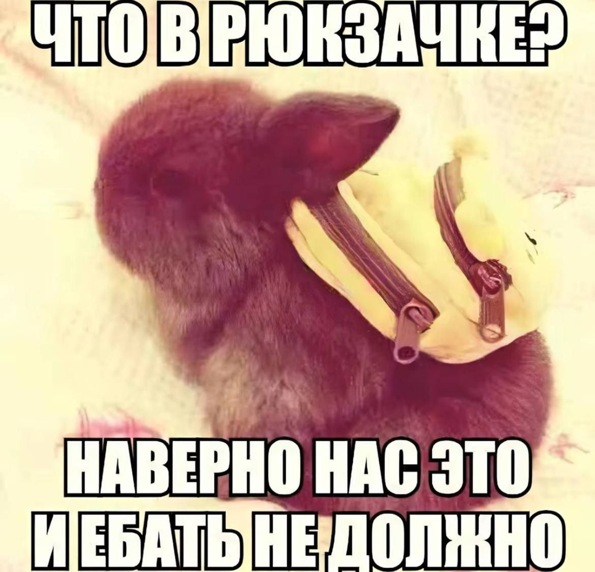 {TEXT?}
