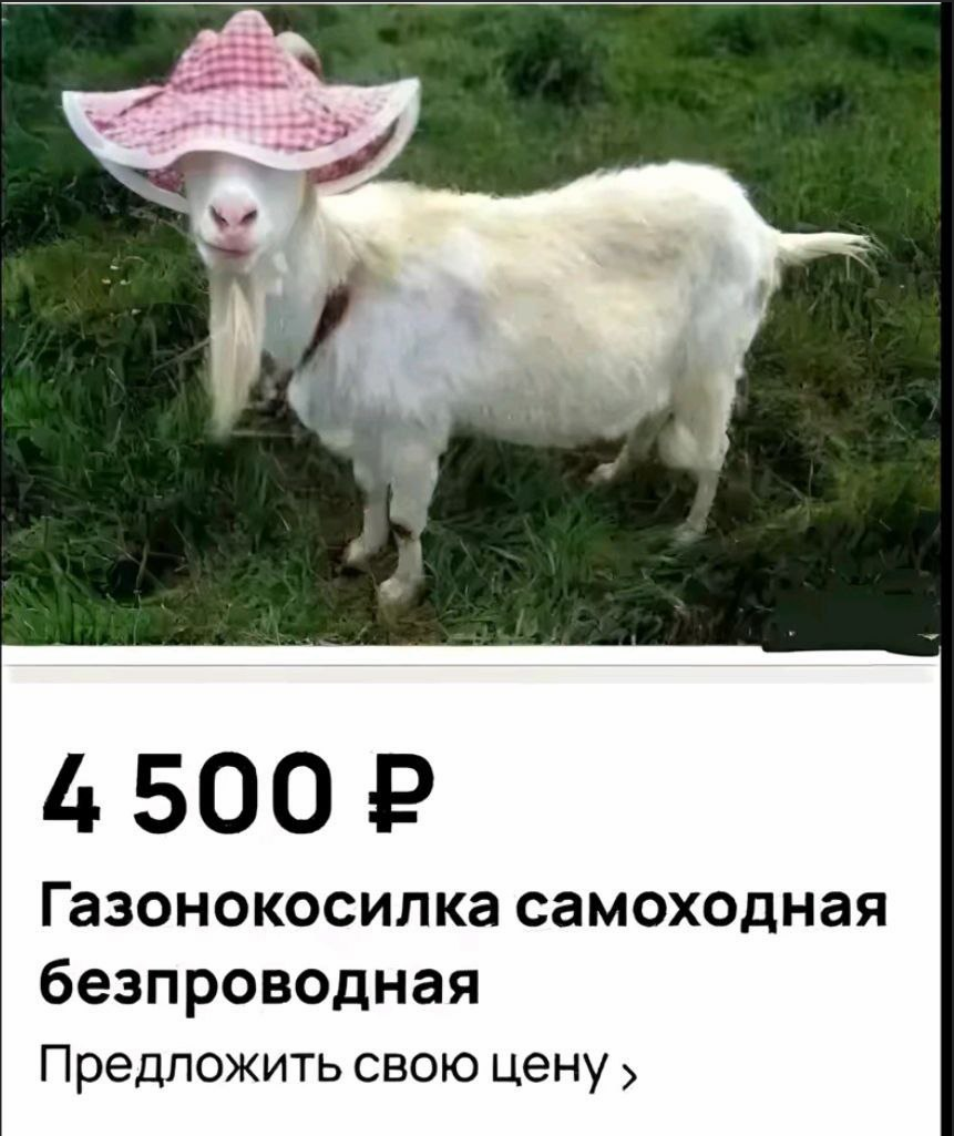 {TEXT?}