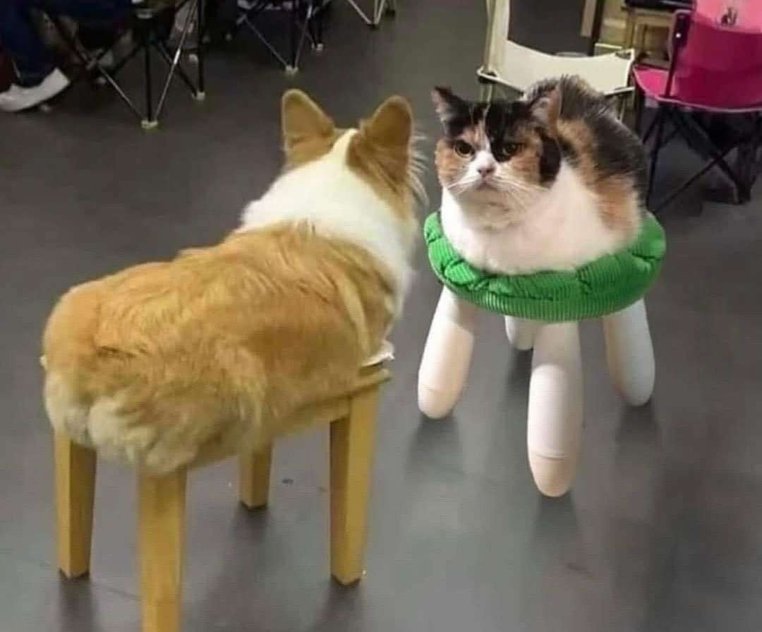 {TEXT?}