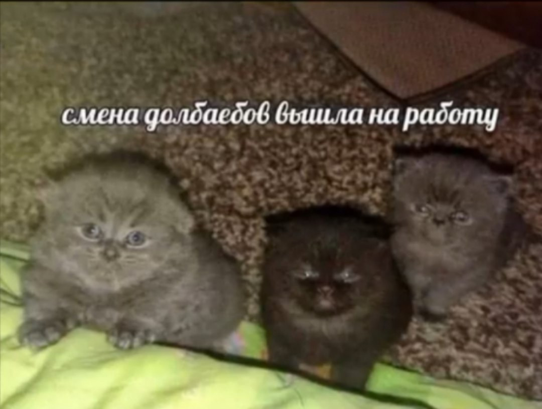 {TEXT?}