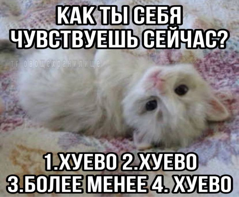 {TEXT?}