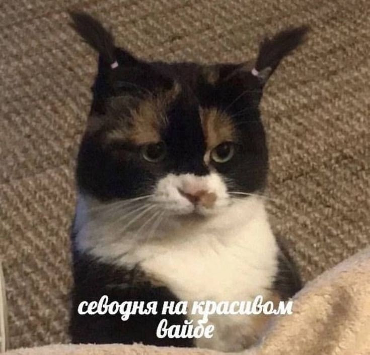 {TEXT?}