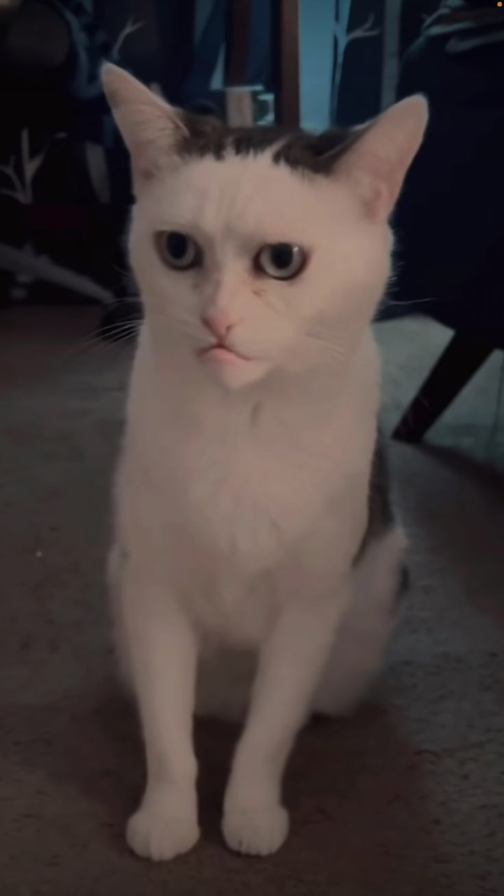{TEXT?}