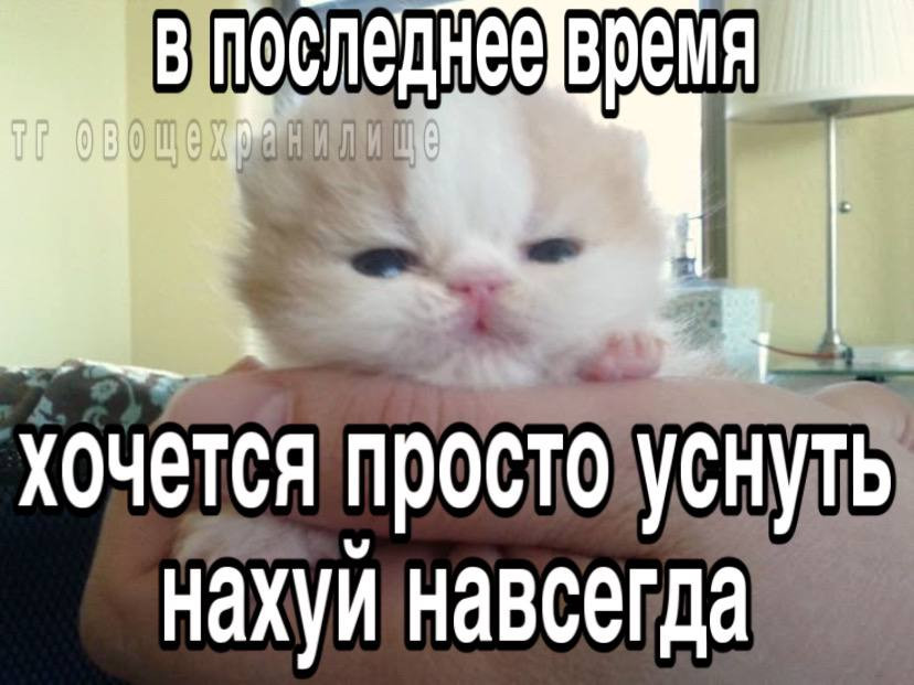 {TEXT?}