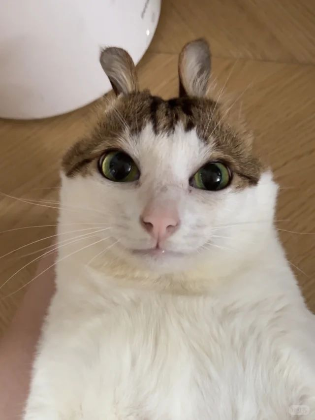 {TEXT?}
