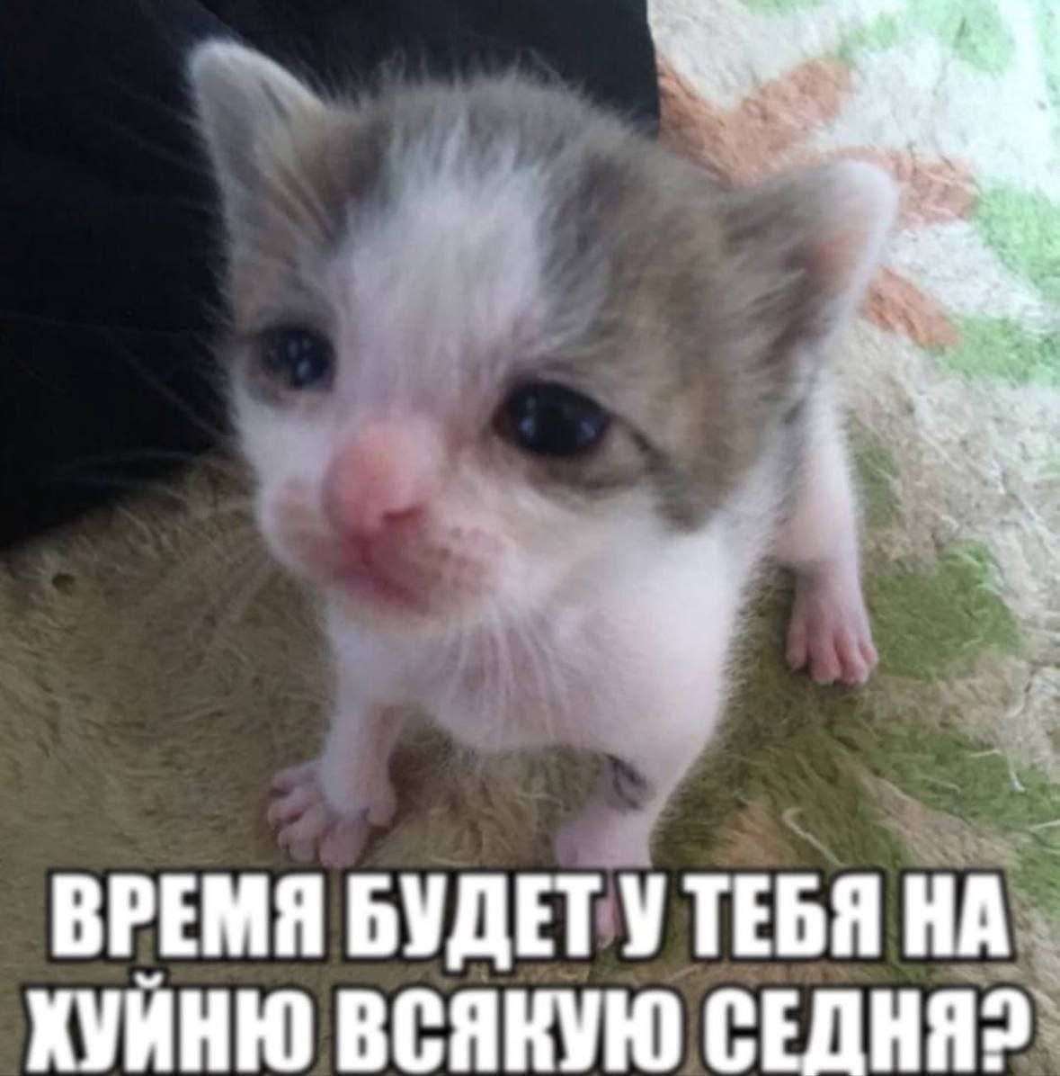 {TEXT?}