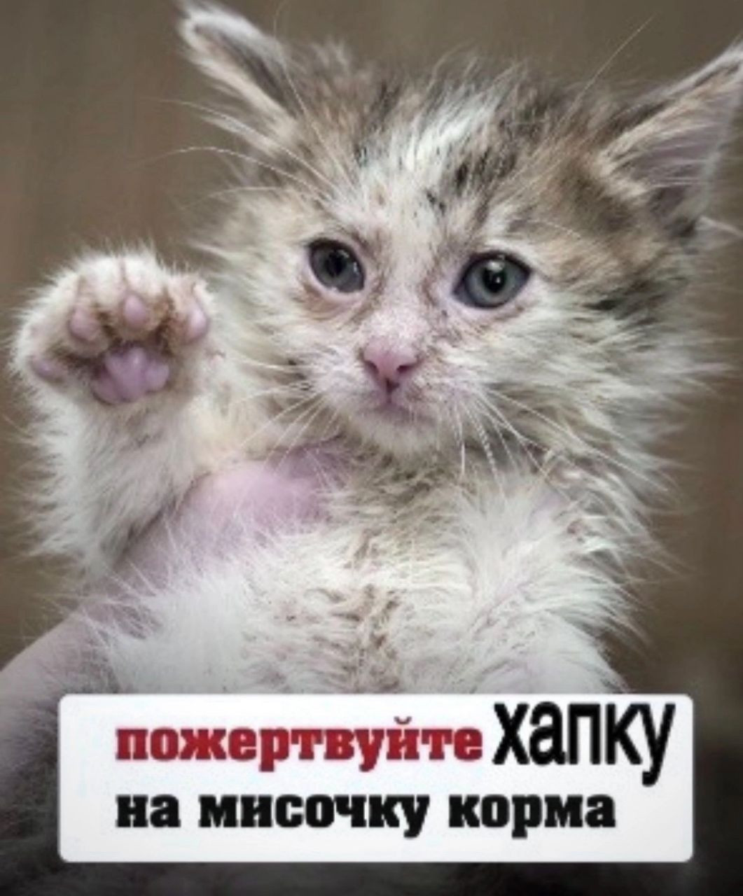 {TEXT?}