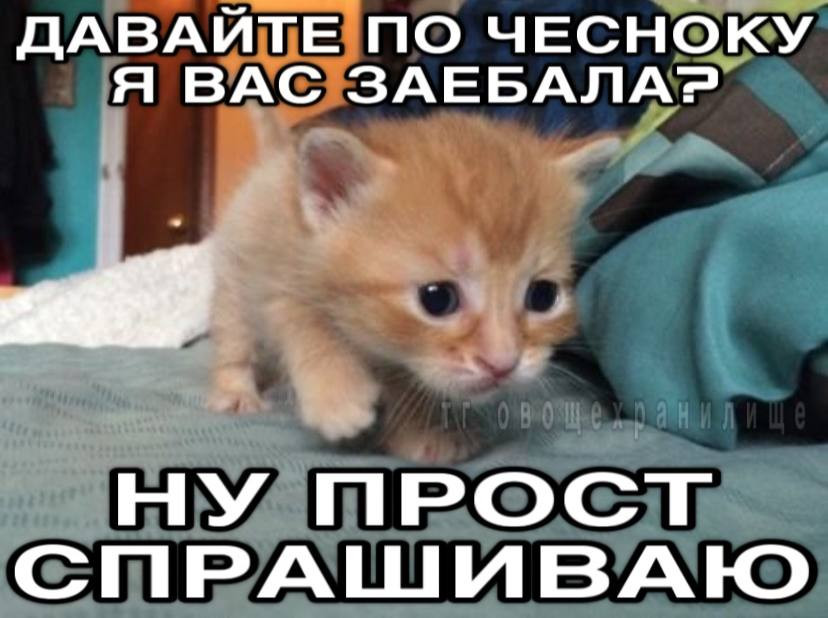 {TEXT?}