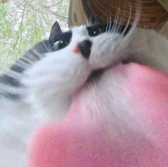 {TEXT?}