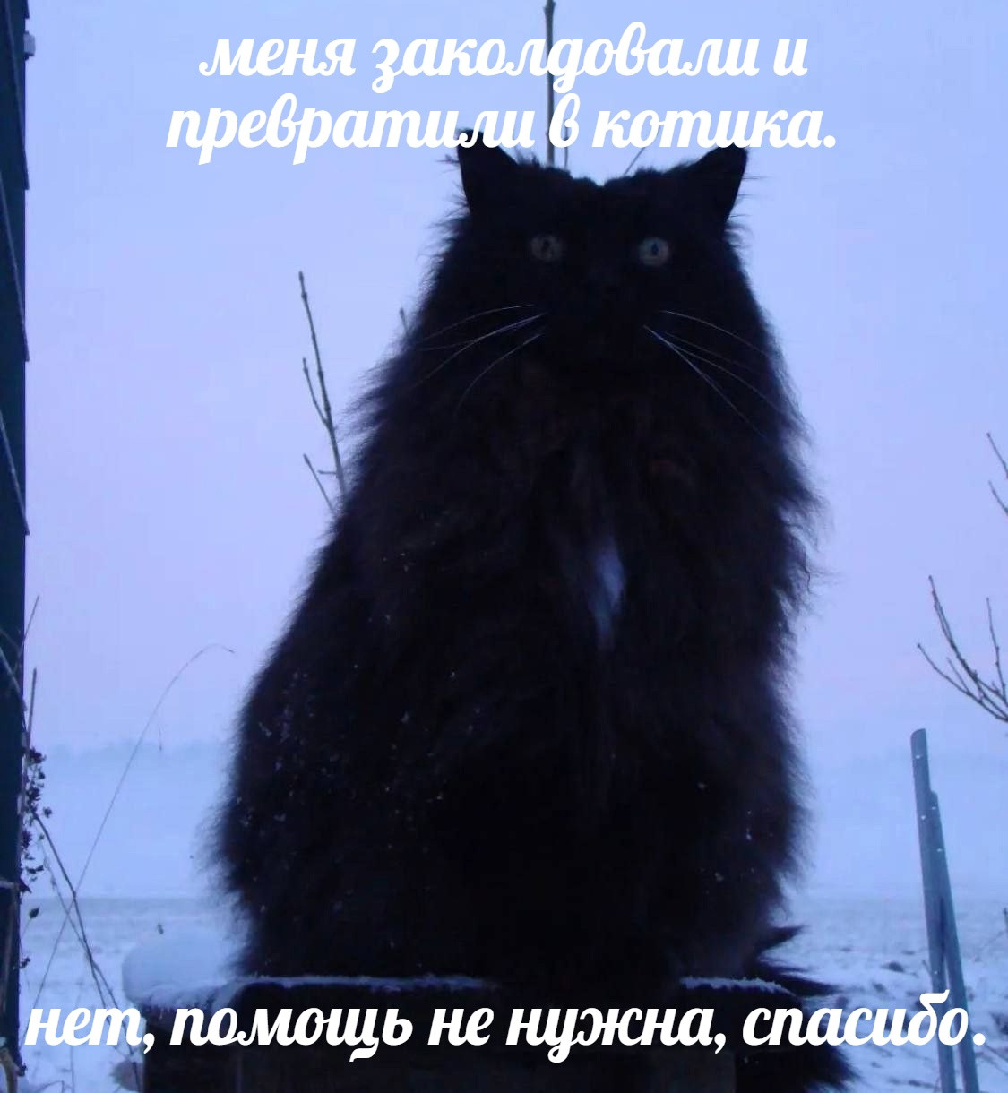 {TEXT?}