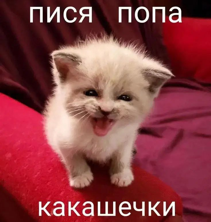 {TEXT?}