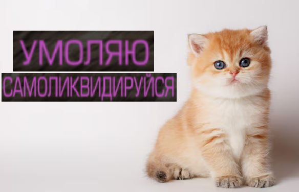 {TEXT?}