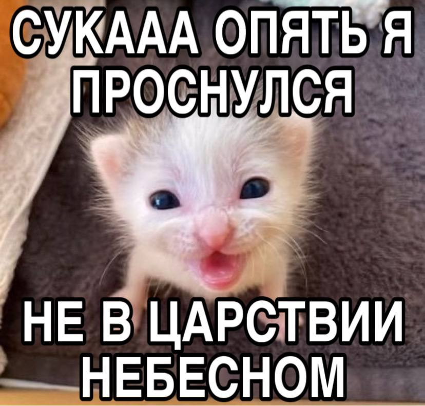 {TEXT?}