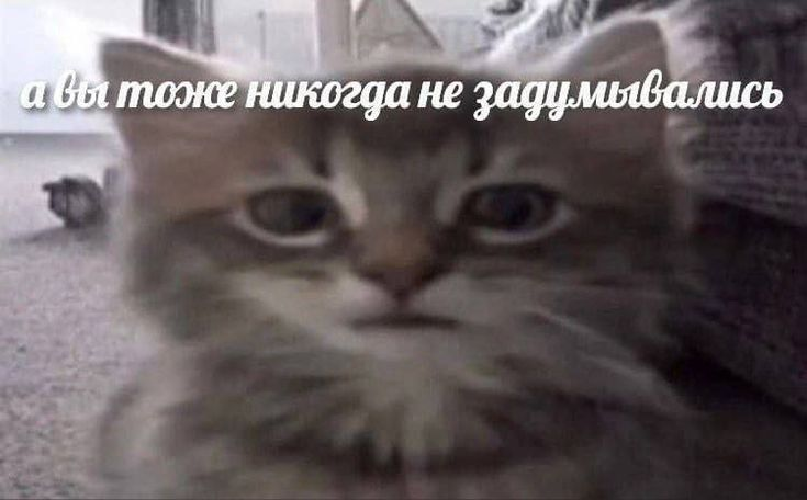 {TEXT?}