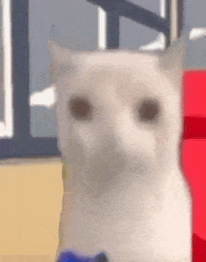 {TEXT?}