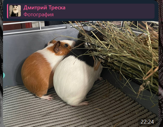 {TEXT?}