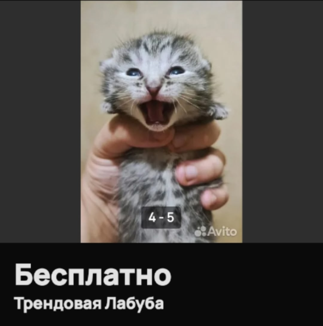 {TEXT?}