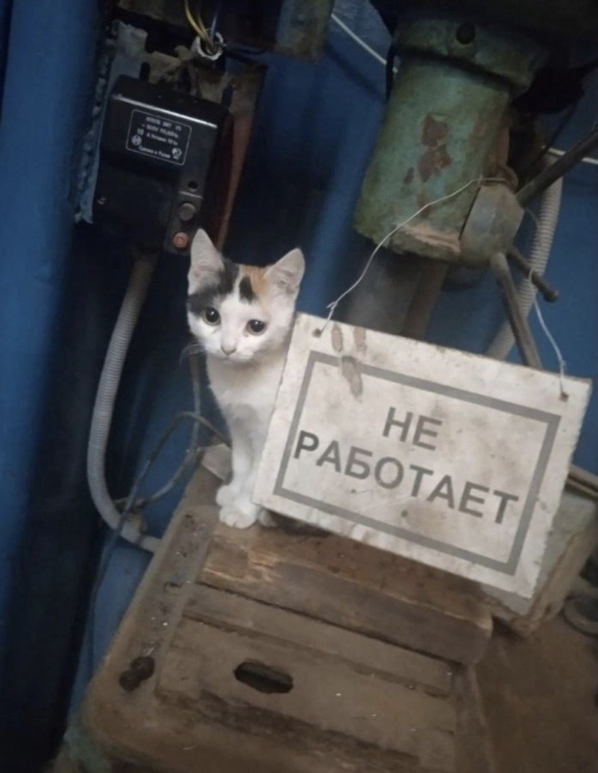 {TEXT?}