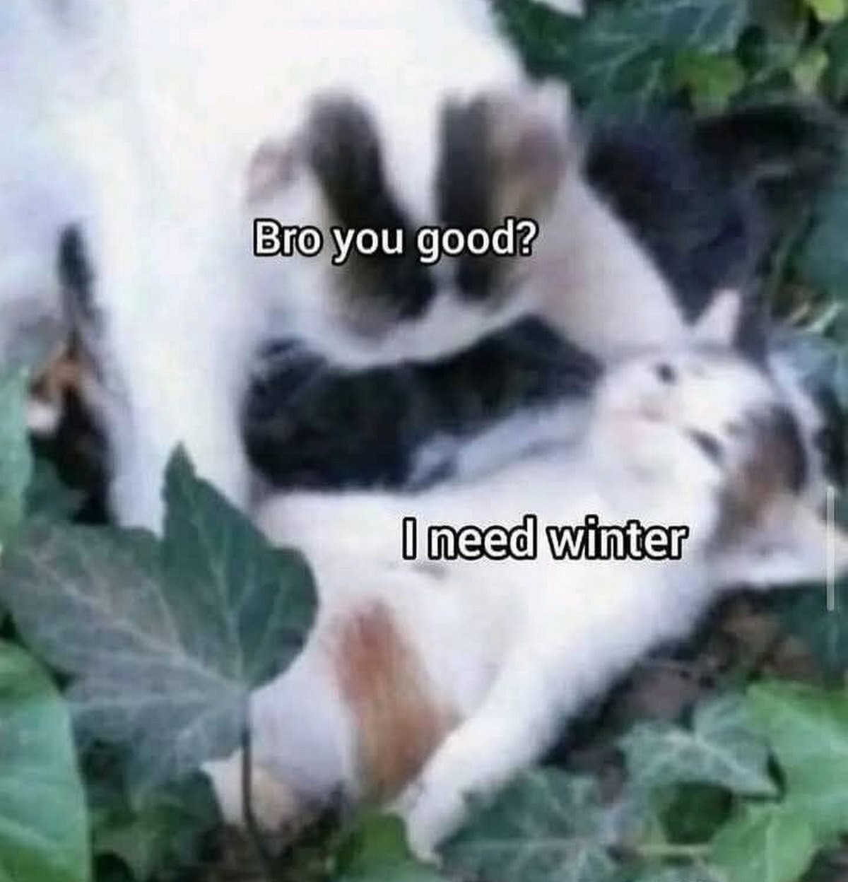 {TEXT?}