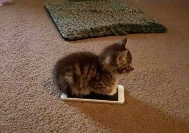 {TEXT?}