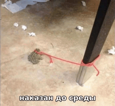 {TEXT?}