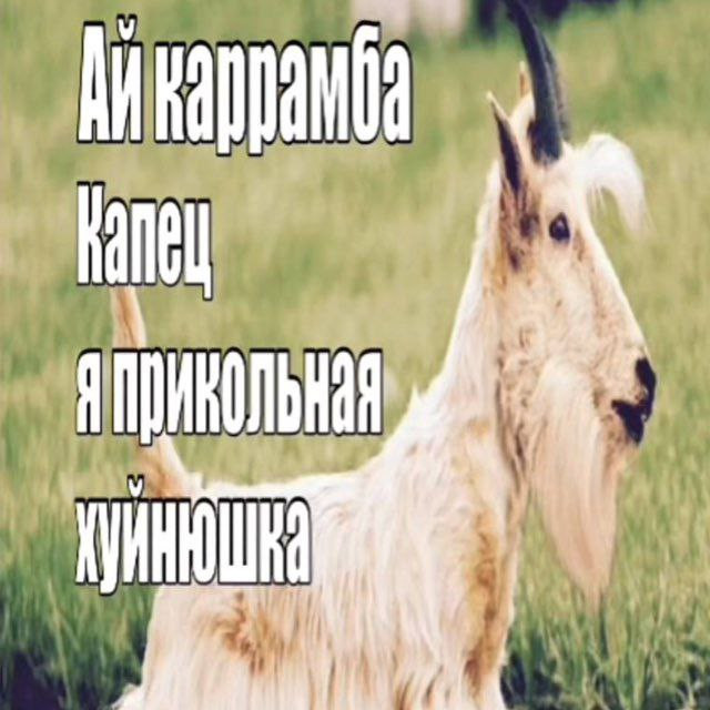 {TEXT?}