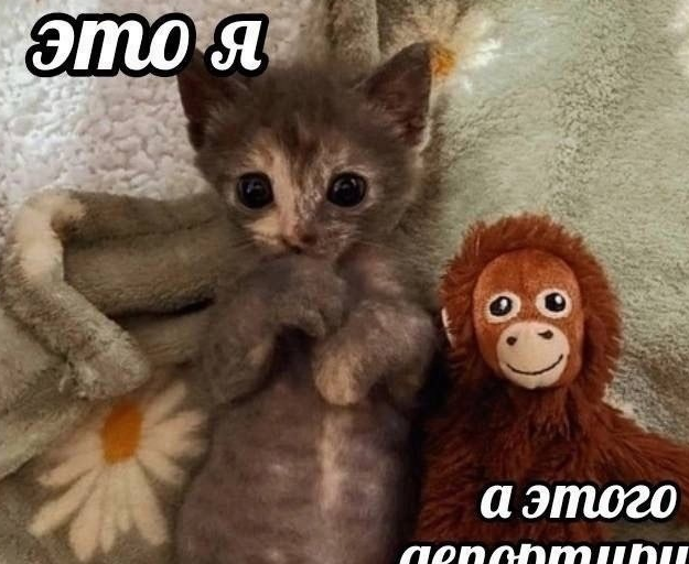 {TEXT?}