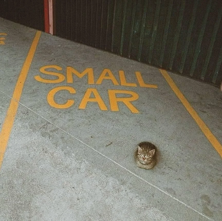 {TEXT?}