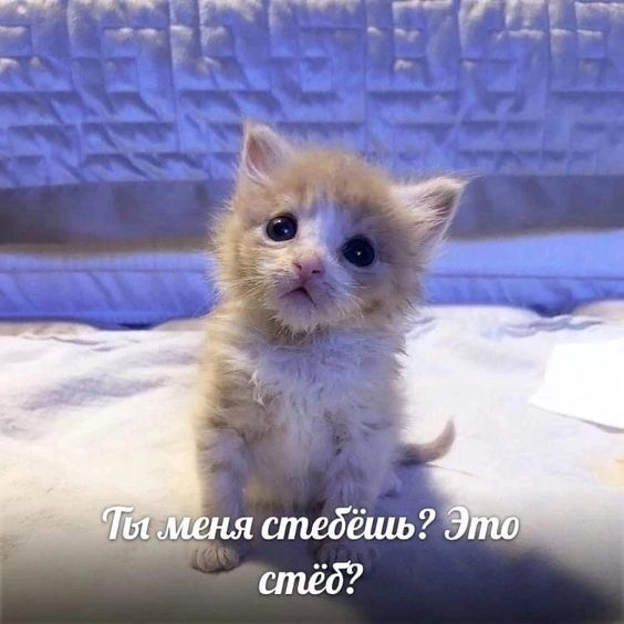 {TEXT?}