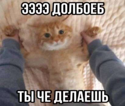 {TEXT?}