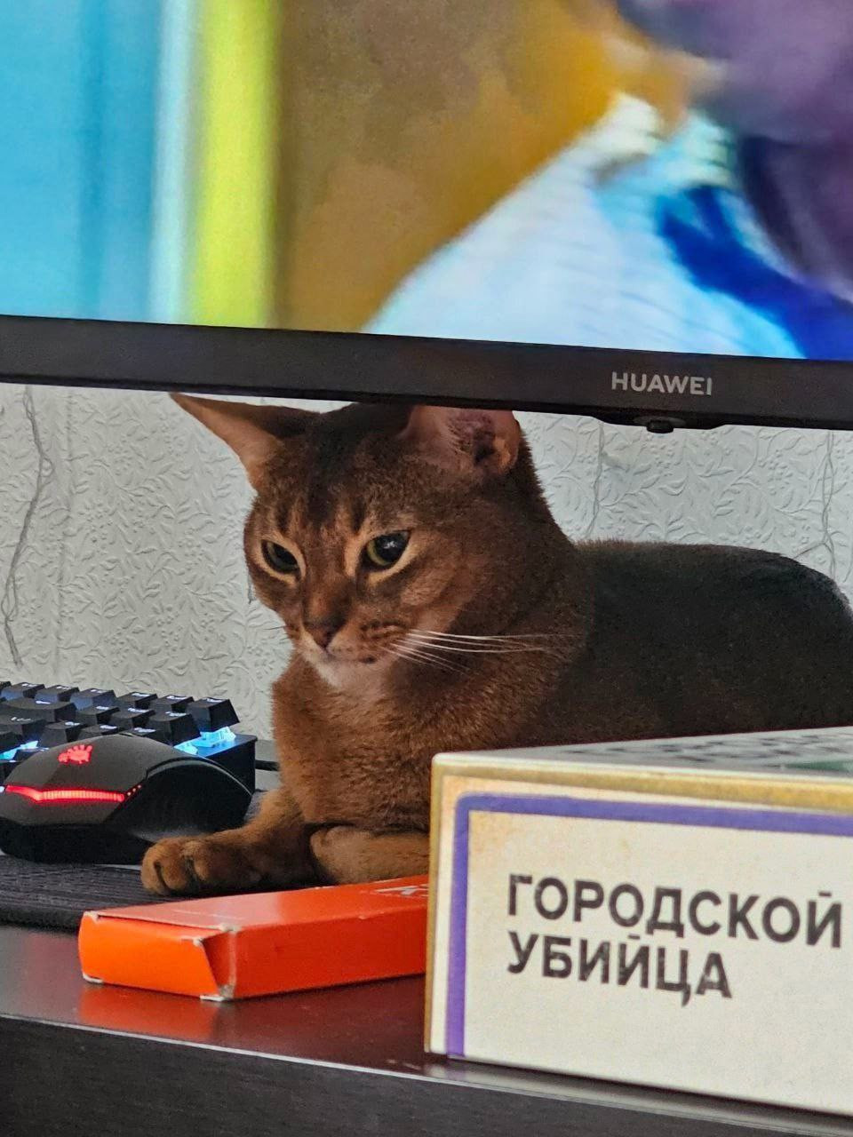 {TEXT?}