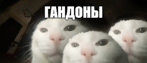 {TEXT?}