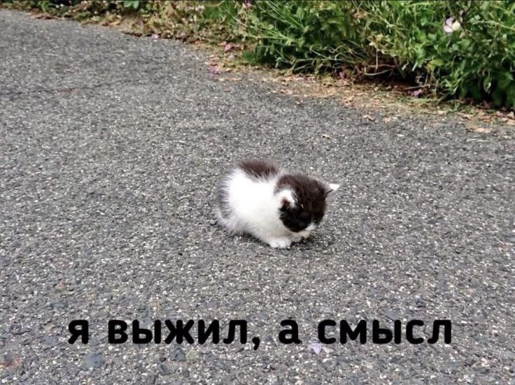 {TEXT?}