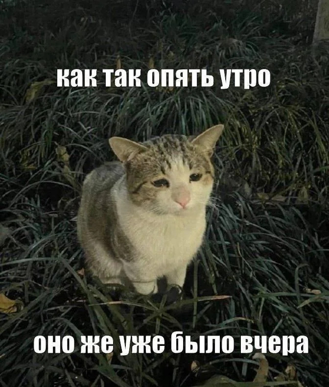 {TEXT?}
