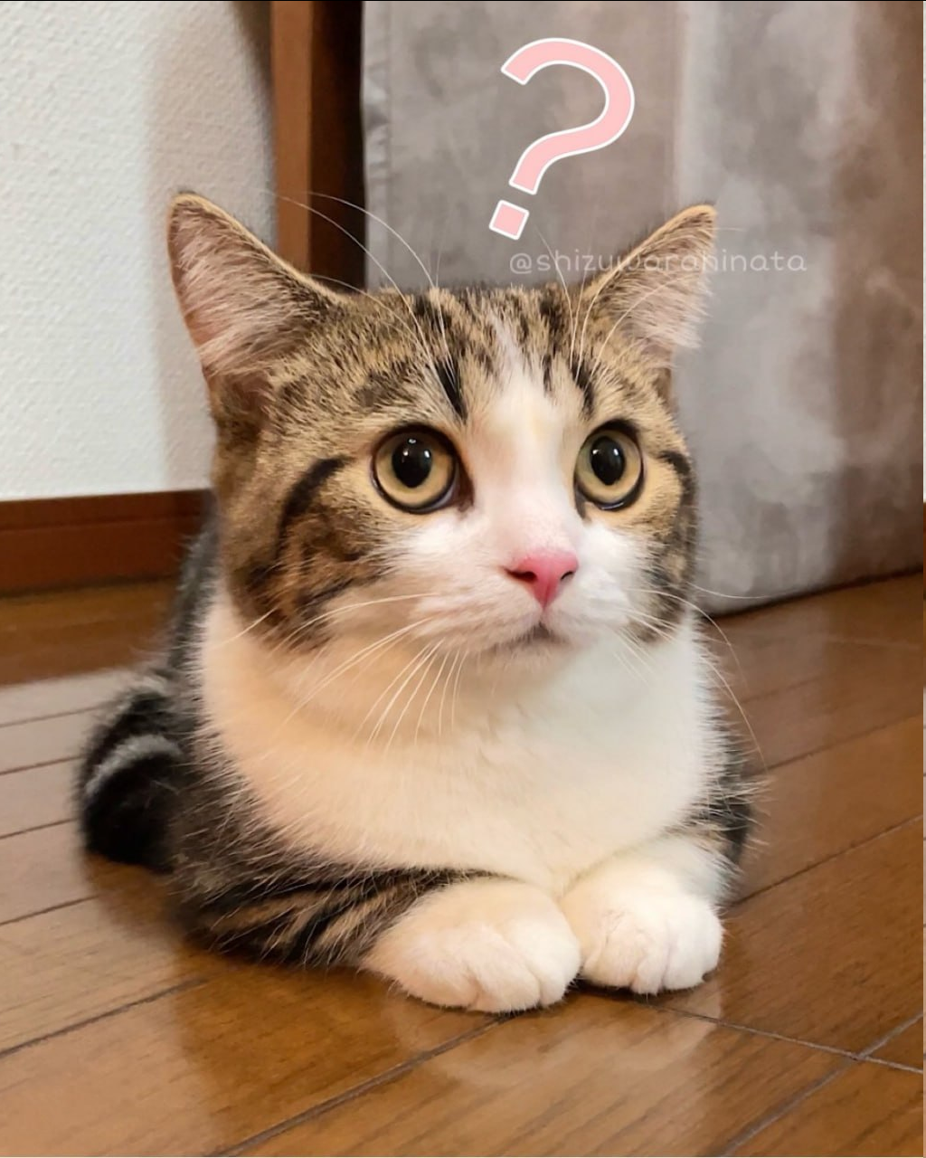 {TEXT?}
