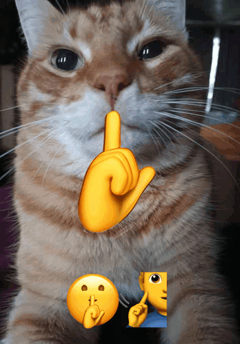{TEXT?}
