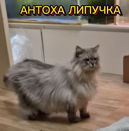 {TEXT?}