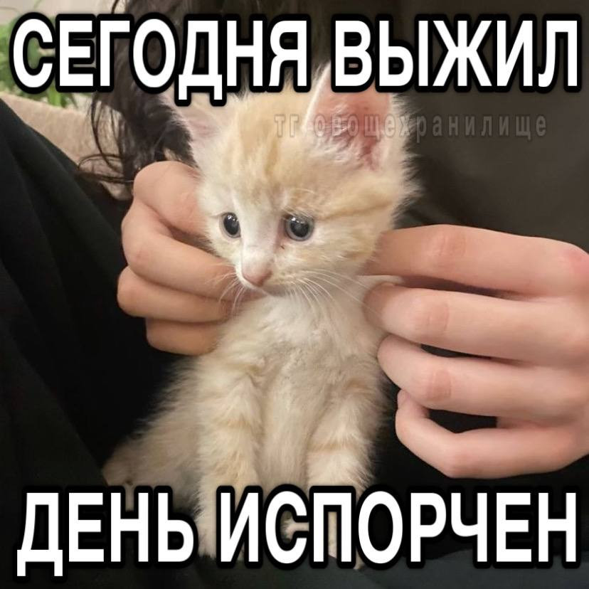 {TEXT?}